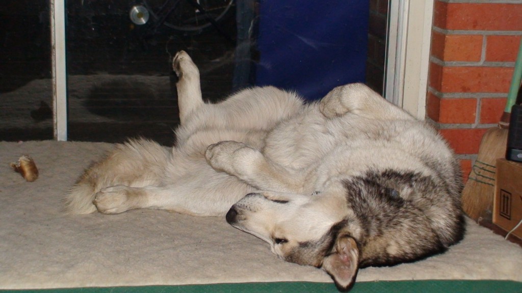 Belly skywards sleeping position