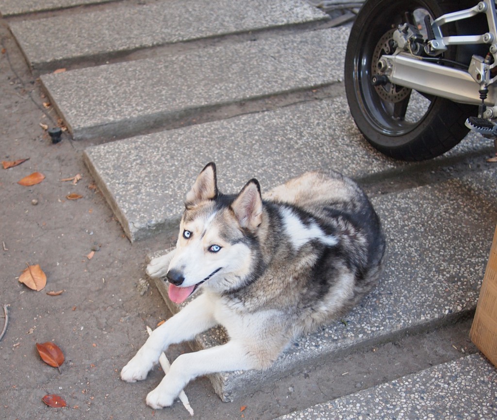 Frankie loves motorcycles