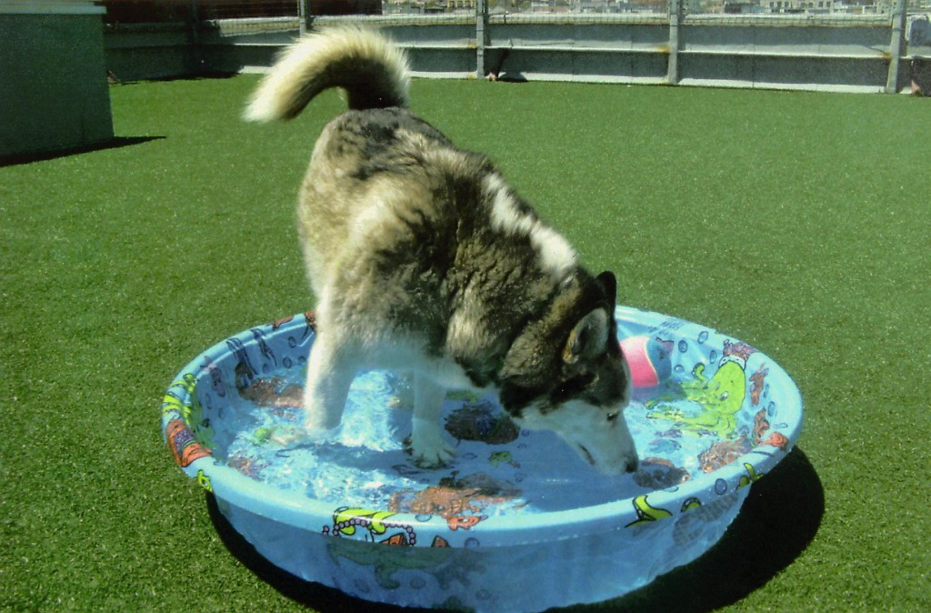 Kiddie pool at Wag Hotel in SF