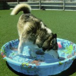 Kiddie pool at Wag Hotel in SF