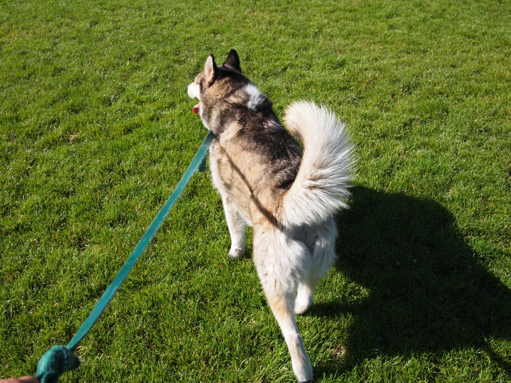 Curly tail in Monta Loma Park, his favorite place