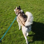 Curly tail in Monta Loma Park, his favorite place