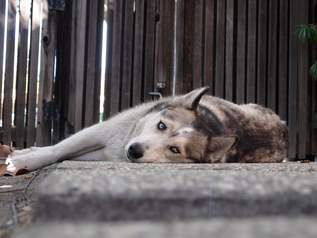 Dog's eye view