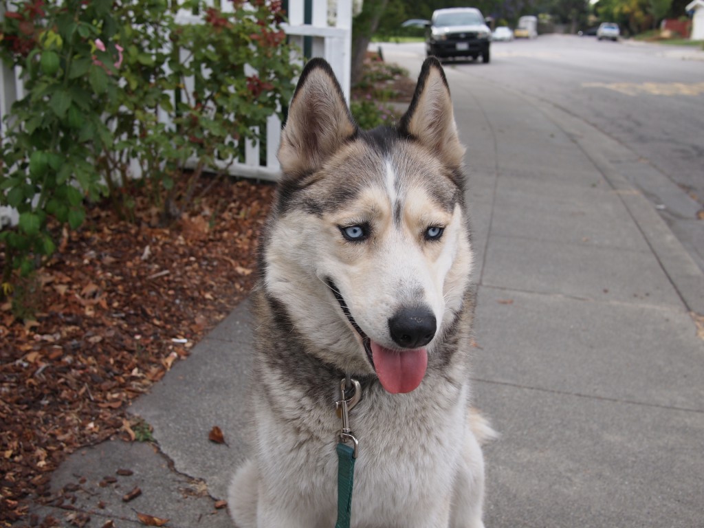 Happy to be on a walk face