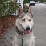 Happy to be on a walk face