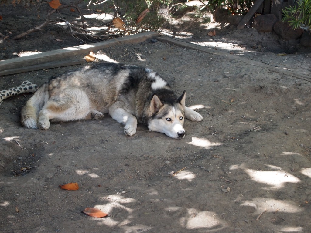 Relaxing on a cool day.