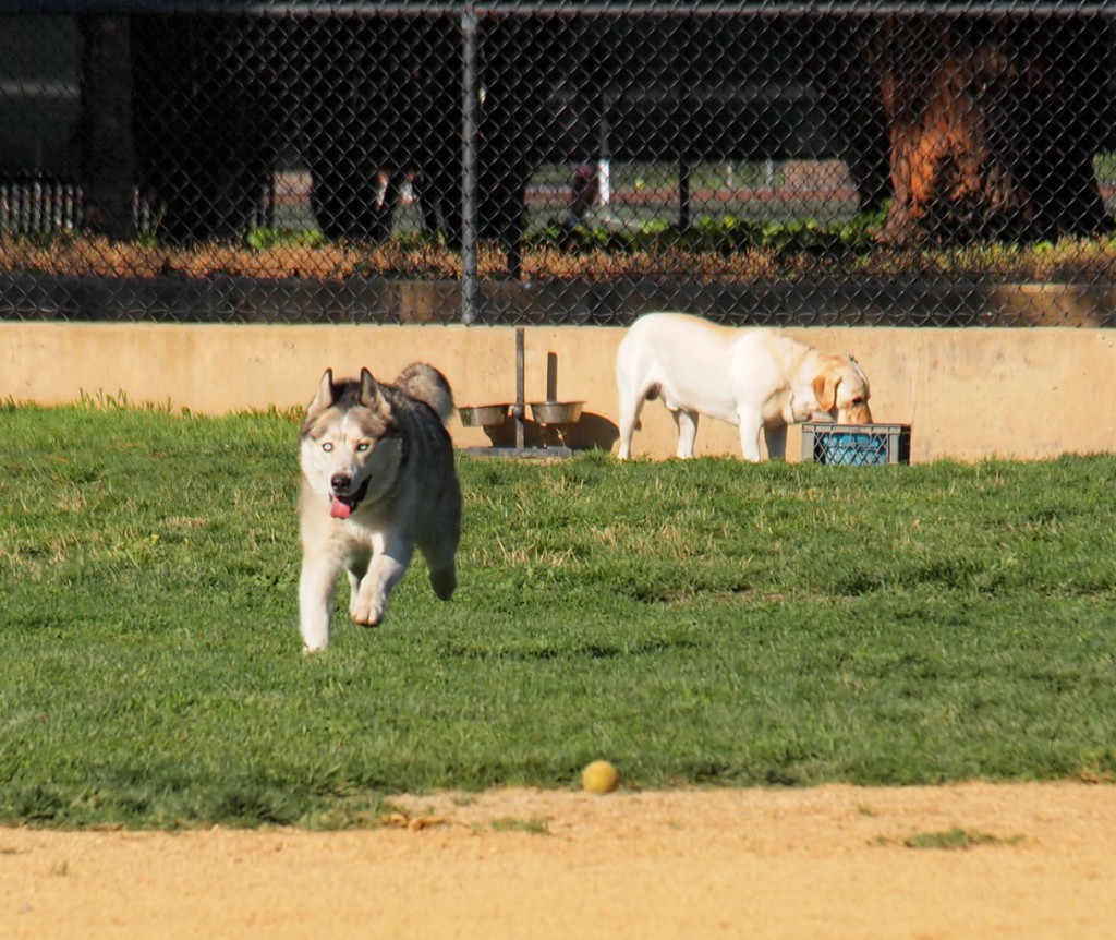 Romping at the dog park