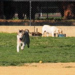 Romping at the dog park